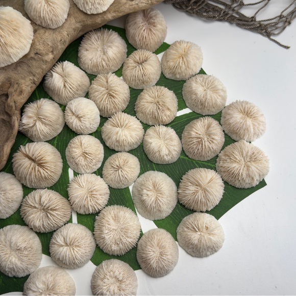 4 REAL White “Cap” Mushroom  Corals LOT Nautical Coastal Collecting aquarium - Picture 11 of 17